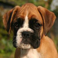 Camino De Avoletta From Ronin at 8 weeks.