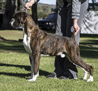 Aust Ch Ronin Devil is in the Details (Imp NZ)