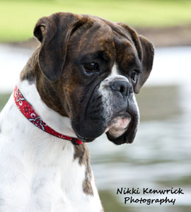 Aust Ch Ronin Devil is in the Details (Imp NZ)