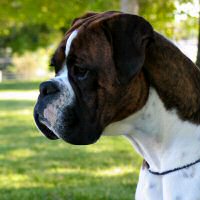 Flynn by Ch Quasar Exec Decision