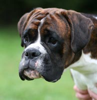 Ronin Pure Genius Head