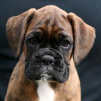 Jackson headshot 9 wks