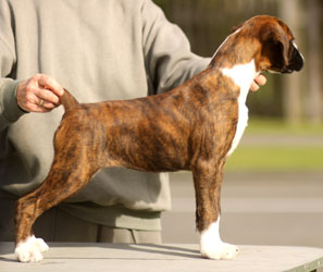 Lainee Stack 12 weeks