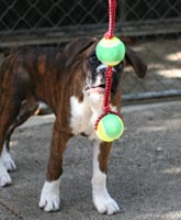 NZ & Aust Ch Ronin Sip of Scotch CGCB.