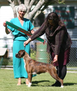 NZ & Aust Ch Ronin Sip of Scotch CGCB at 12 months winning NZBOG.
