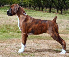 NZ & Aust Ch Ronin Sip of Scotch CGCB at 13 weeks.