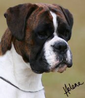 BIS Aust NZ Ch Sanlian Elusive Dreams at Denem (Imp NZ).