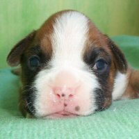 Memphis at ten days old.