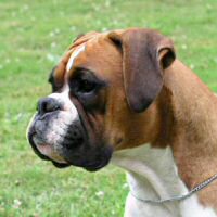 Memphis by Ch Quasar Exec Decision