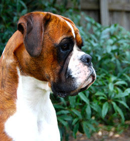 Ronin Over the Limit <strong>CD RAE ET</strong> (Imp NZ) at 18 months.