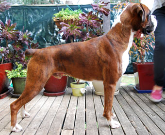 Ronin Over the Limit <strong>CD RAE ET</strong> (Imp NZ) 18 months.