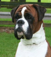 Eng Ch Abythorn All Wrapped up For Carmondene JW (UK)