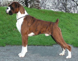 Eng Ch Abythorn All Wrapped up For Carmondene JW (UK)