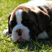 Ronin Memphis Mafia by MBISS Ch Eischied Natural Justice