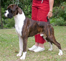 Ch Sanlian Scotch on the Rocks