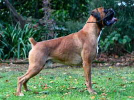 Heromiari Faust at Ronin CGCB (Imp Aust)