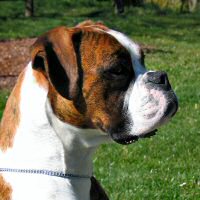 Shinobi by Ch Quasar Exec Decision