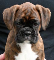 Headshot at 6 weeks.