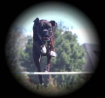 India Agility Training Again