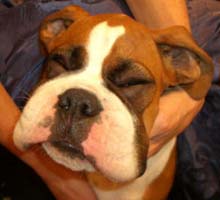 Boxer Puppy With a Bee Sting