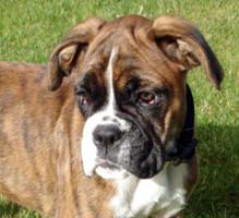 Puppy Worm Tablets Recommended by Ronin Boxers