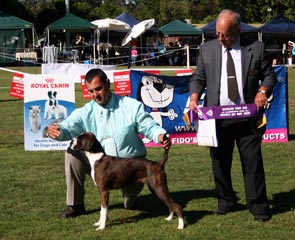Opposite Baby Puppy in Show
