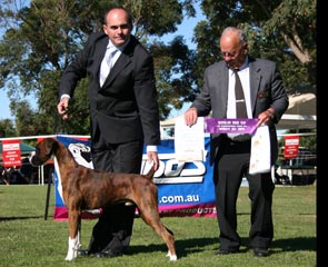 Opposite Puppy in Show