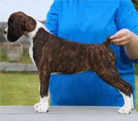 Boxer puppies - 12 weeks old.