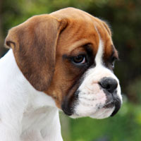 Boxer puppies - 12 weeks old.