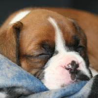 Boxer puppies - 9 weeks old.