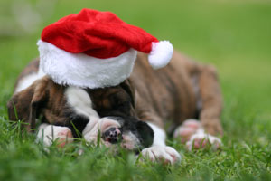 Boxer puppies - 9 weeks old