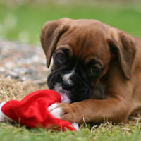 Boxer puppies - 9 weeks old.