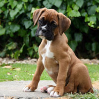 Boxer puppies - 9 weeks old.