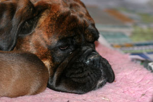 Boxer puppies - 13 days old.