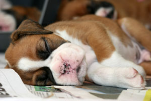 Boxer puppies - 5 weeks old.
