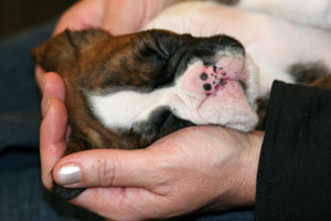 Boxer puppies - 5 weeks old.