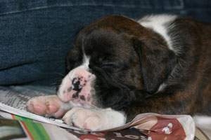 Boxer puppies - 5 weeks old.