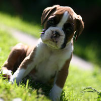 Boxer puppies - 6 weeks old.