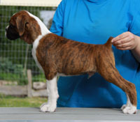 Boxer puppies - 12 weeks old