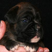 Boxer puppies - Bitch Two, 21 days old.