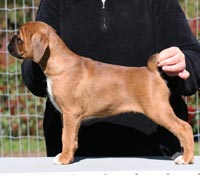 Boxer puppies - Dog Two, 7 weeks old.