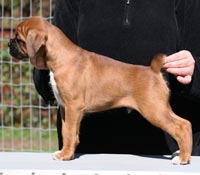 Boxer puppies - Dog Three, 7 weeks old.
