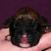 Boxer puppies - Bitch Two, one day old.