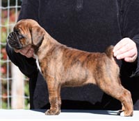 Boxer puppies - Bitch Two, 5 weeks old.