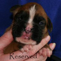 Ronin Tart N Tites (Danni), day thirteen.