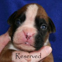 Aust Ch Ronin Memphis Meltdown (Imp NZ), day thirteen.