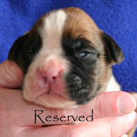 Aust Ch Ronin Memphis Meltdown (Imp NZ), day nine.