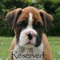 Boxer puppies - Aust Ch Ronin Memphis Meltdown (Imp NZ), 6 weeks.