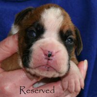 Fonzie Fonzarelli (Fonzie), day thirteen.