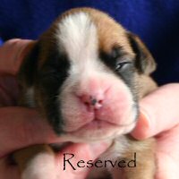 Fonzie Fonzarelli (Fonzie), day nine.